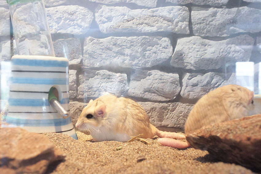 fat tailed gerbils