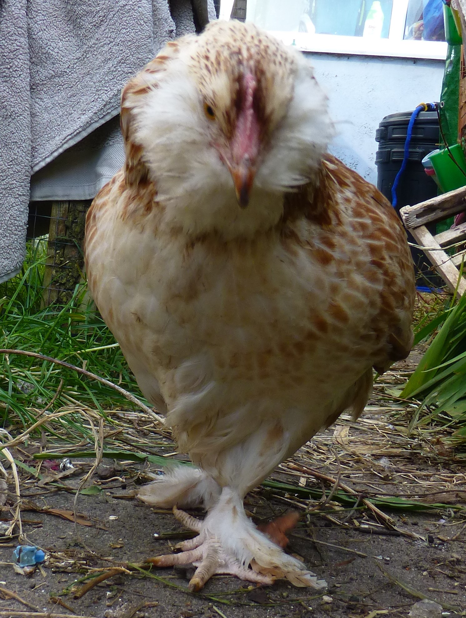 Faverolle For Sale Chickens Breed Information Omlet
