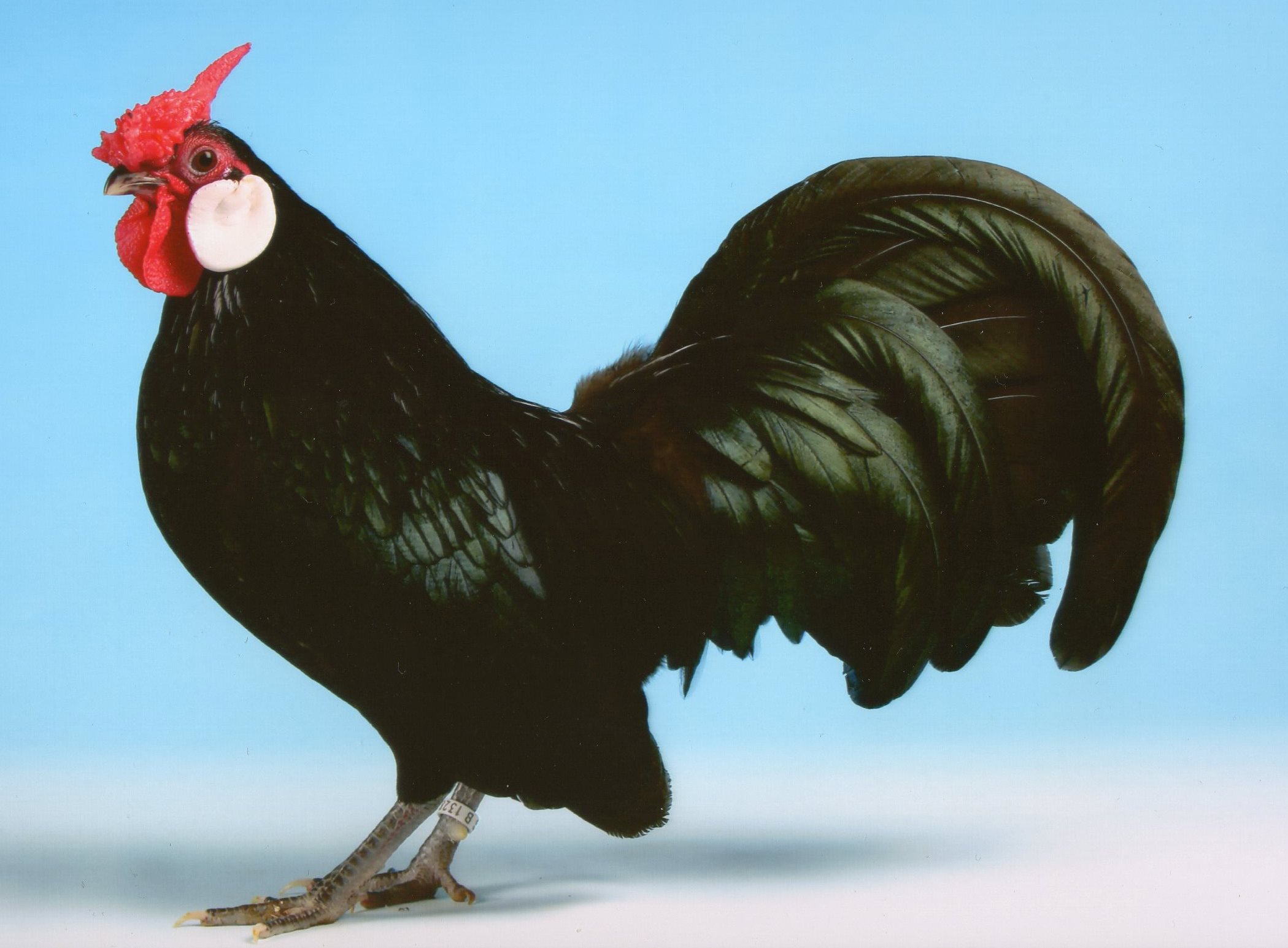 Rosecomb Bantam For Sale | Chickens | Breed Information ...