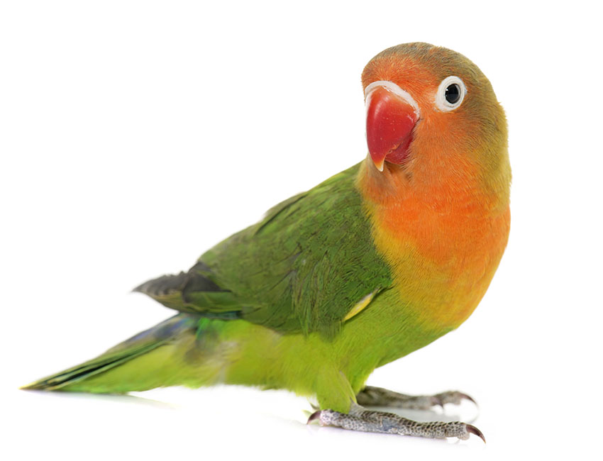 Fischer's lovebird