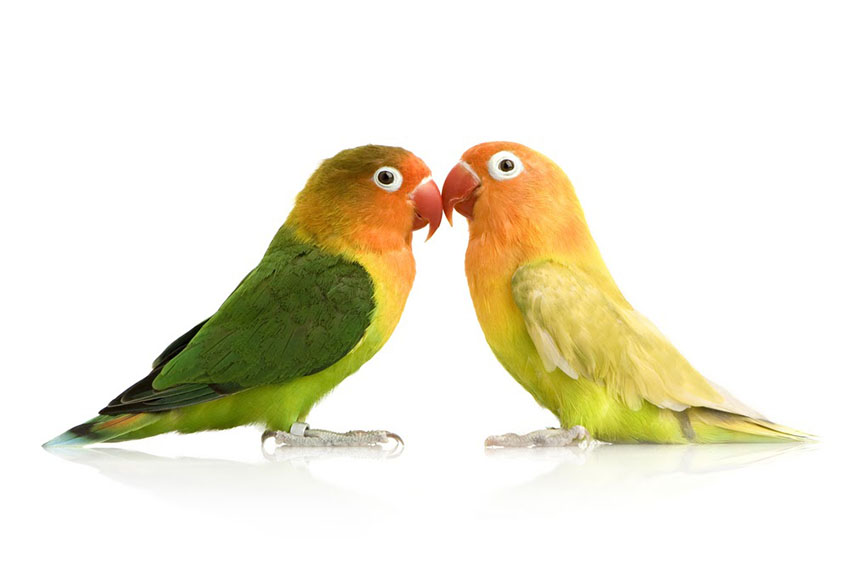 Fischers Lovebird breeding