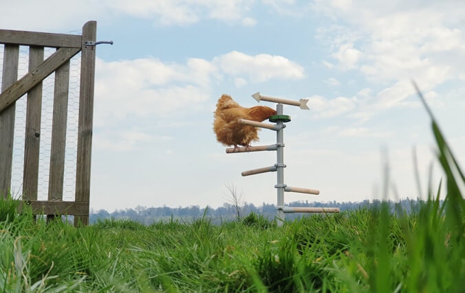 Hen eating treats from the chicken treat holder in the free standing Universal Chicken Perch