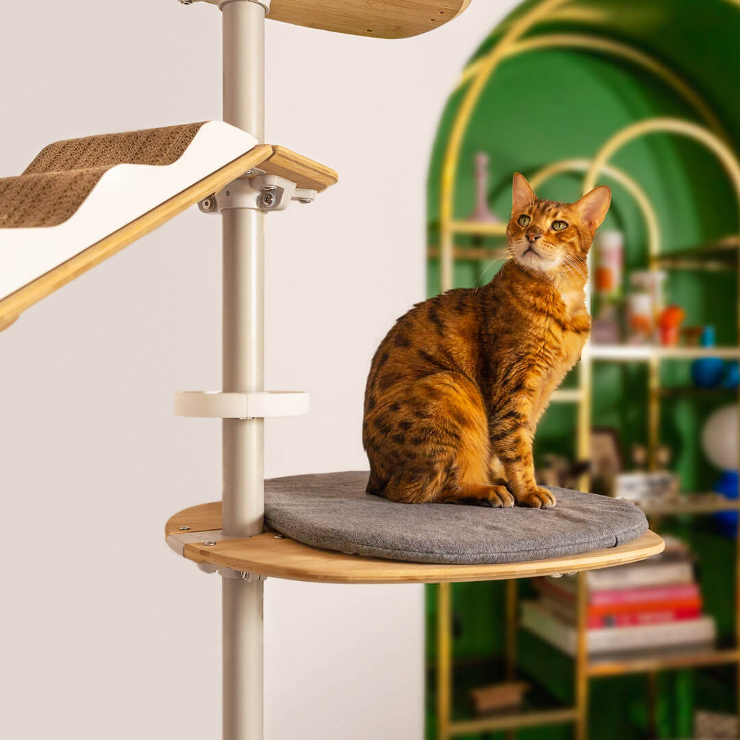 Cat relaxing in the indoor cat tower floor to ceiling cat tree