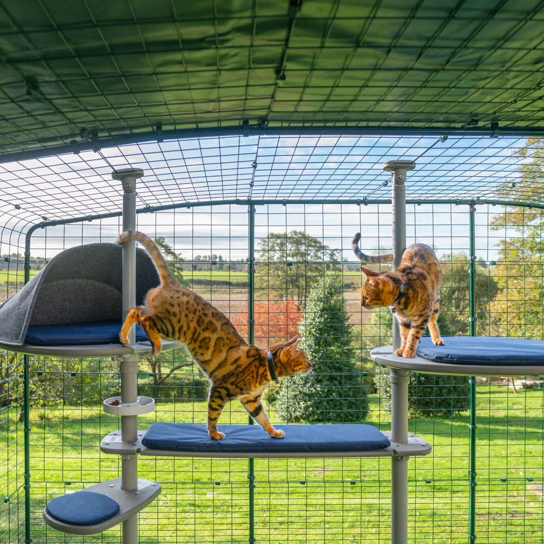 Omlet cat enclosure new arrivals