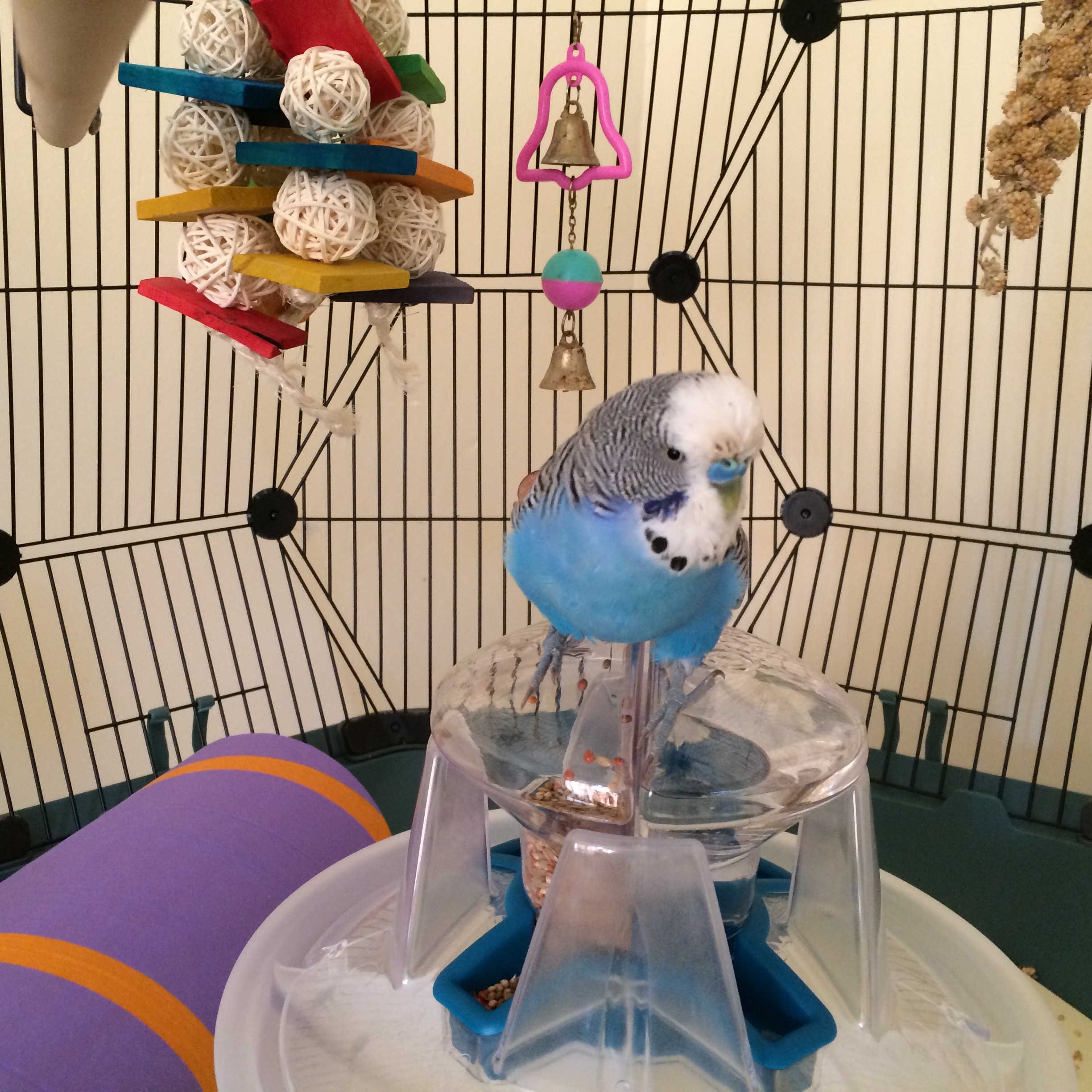 Geo Bird Cage The Beautiful Geodesic Budgie Cage