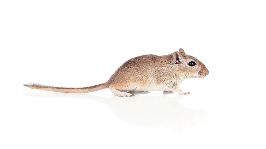 gerbil chewing bar rub
