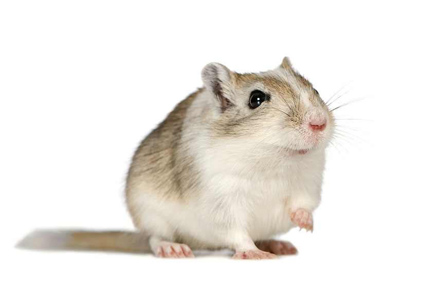 gerbil equipment