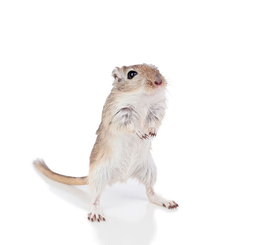 gerbil habitat desert arid 