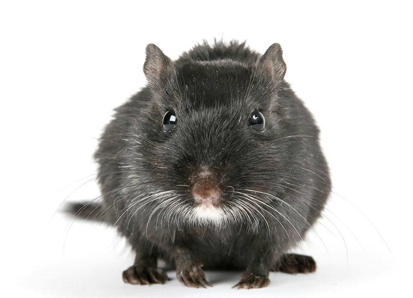 gerbil hygiene