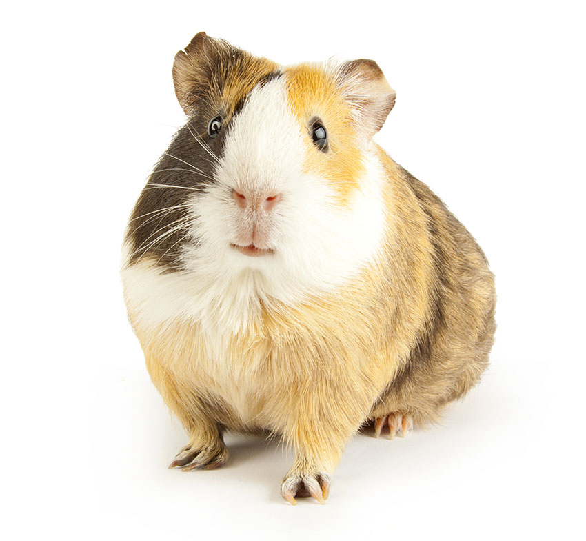 gerbil or guinea pig