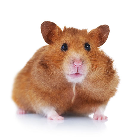 What Are The Differences Between A Gerbil And A Hamster?