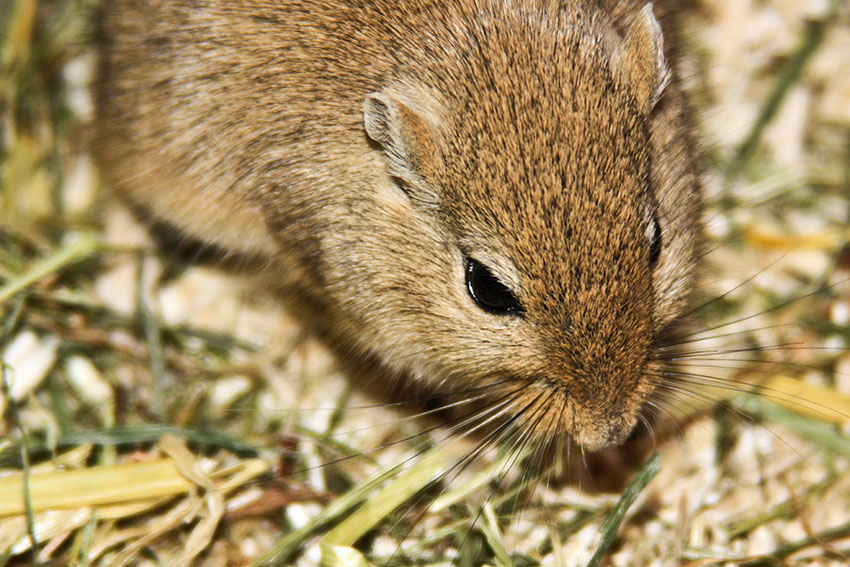 gerbil allergies