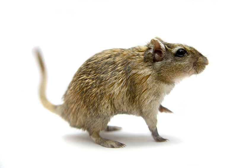 gerbils always need water gerbils always need water