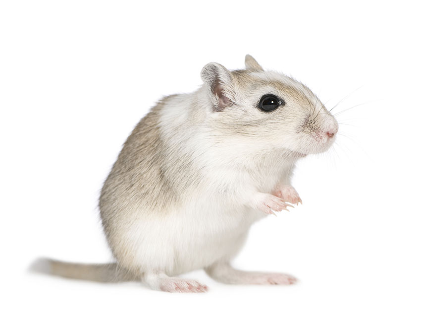 gerbils can be neutered 