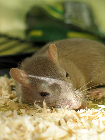 gerbils nocturnal sleep