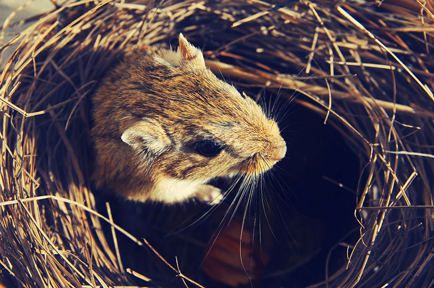 gerbils will nest