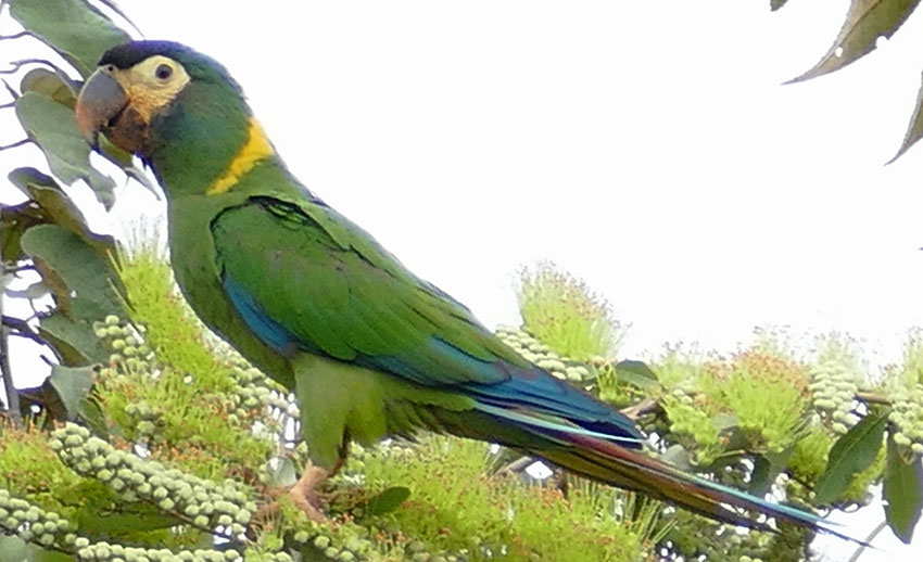 Golden-collared Macaw