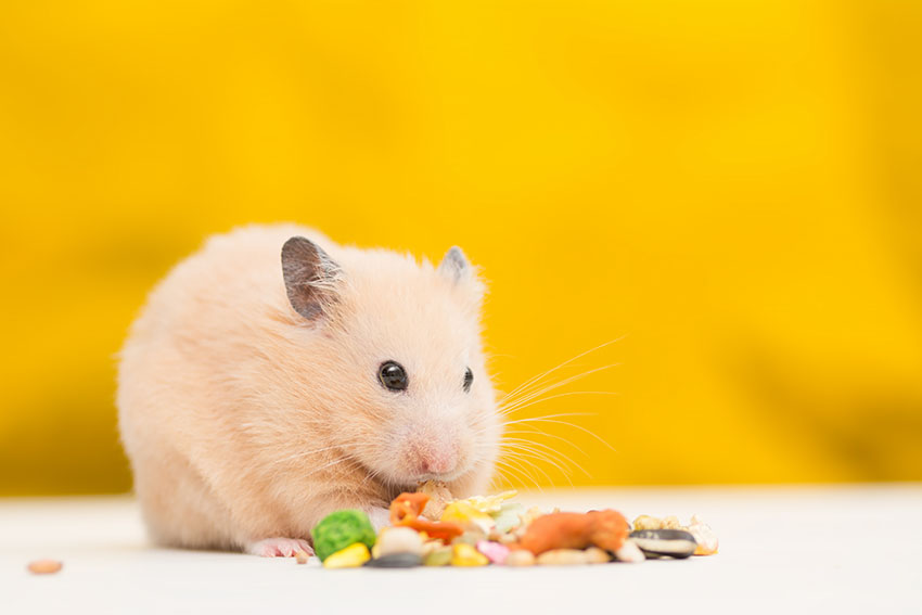 5. What You Need to Know About Grooming Your Hamster