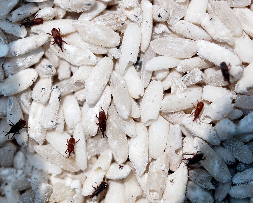 Are flour weevils dangerous?