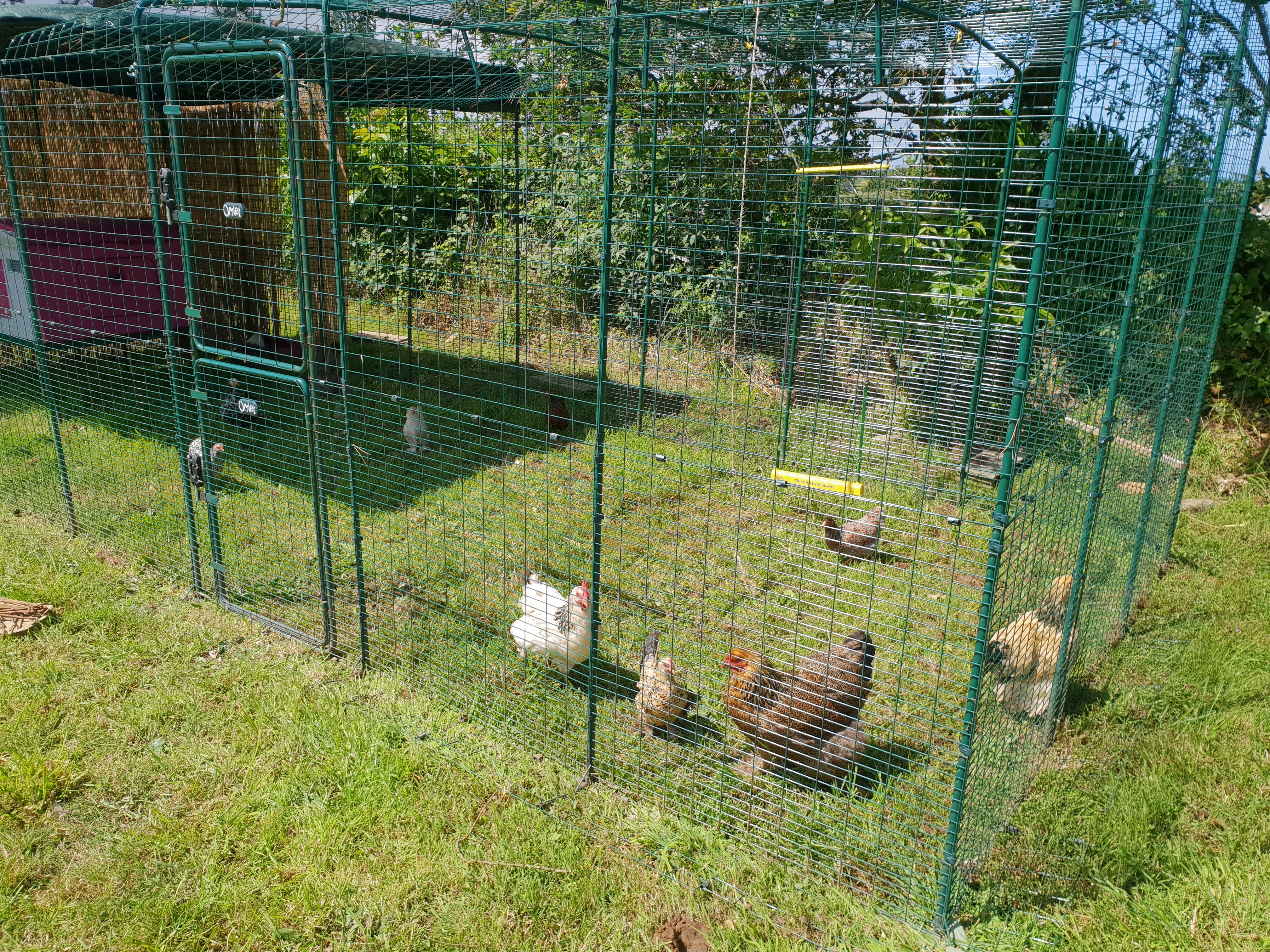Walk in Chicken Run | Large Outdoor Chicken Enclosure