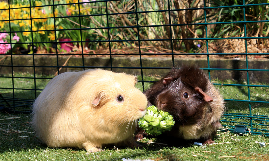 happy guinea pigs