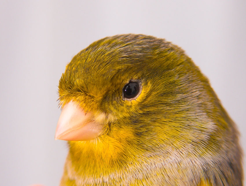 Canary feathers need preparing for shows