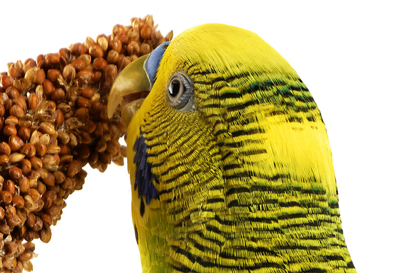 green budgie eating millet