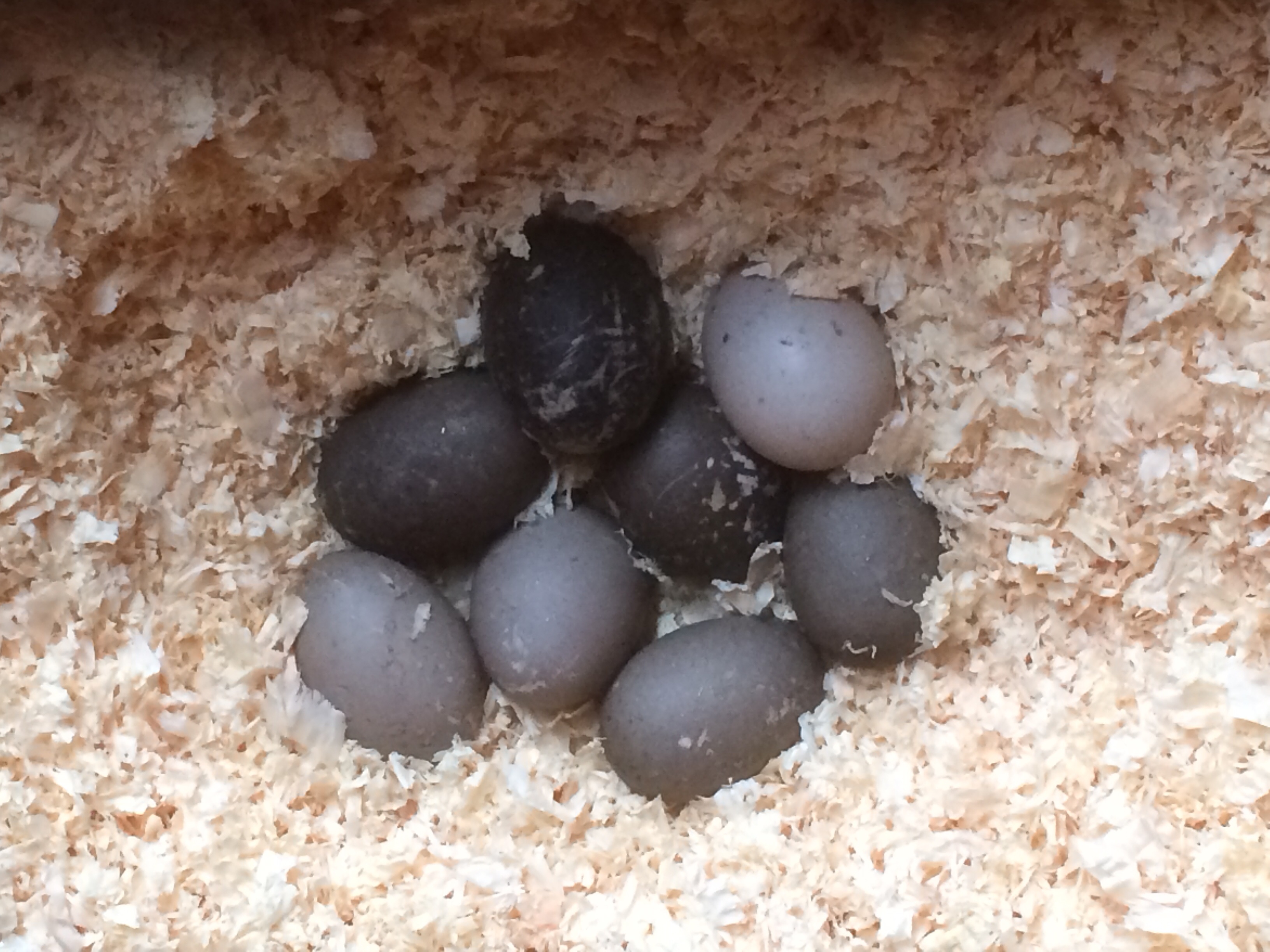 Cayuga Ducks Breed Information Omlet