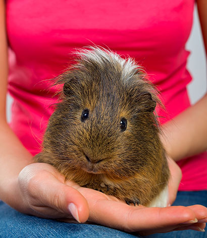 guinea pig bonding time