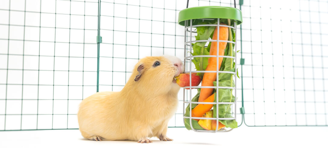 guinea pigs can get parasites