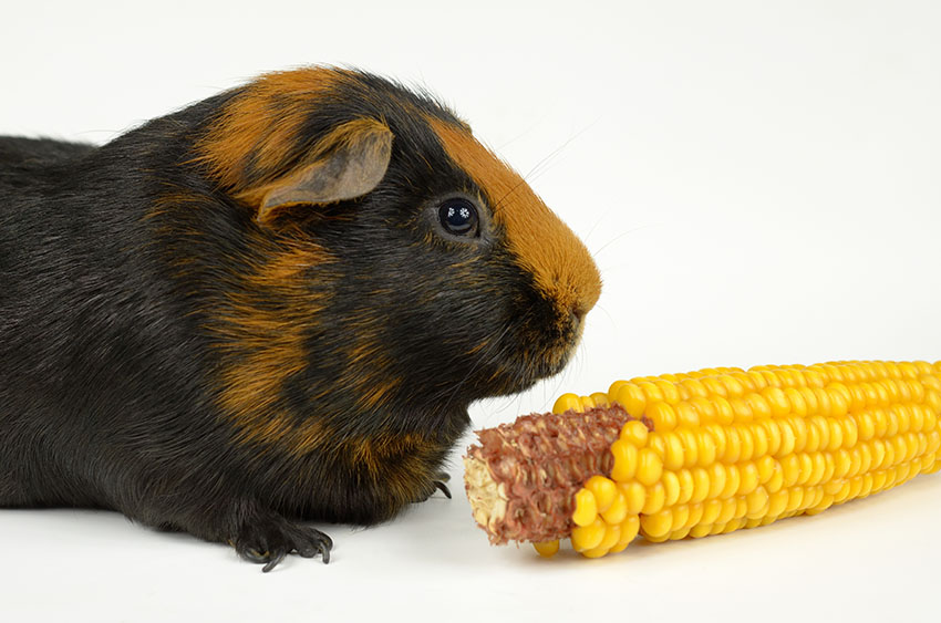 guinea-pig-questions guinea-pig-questions
