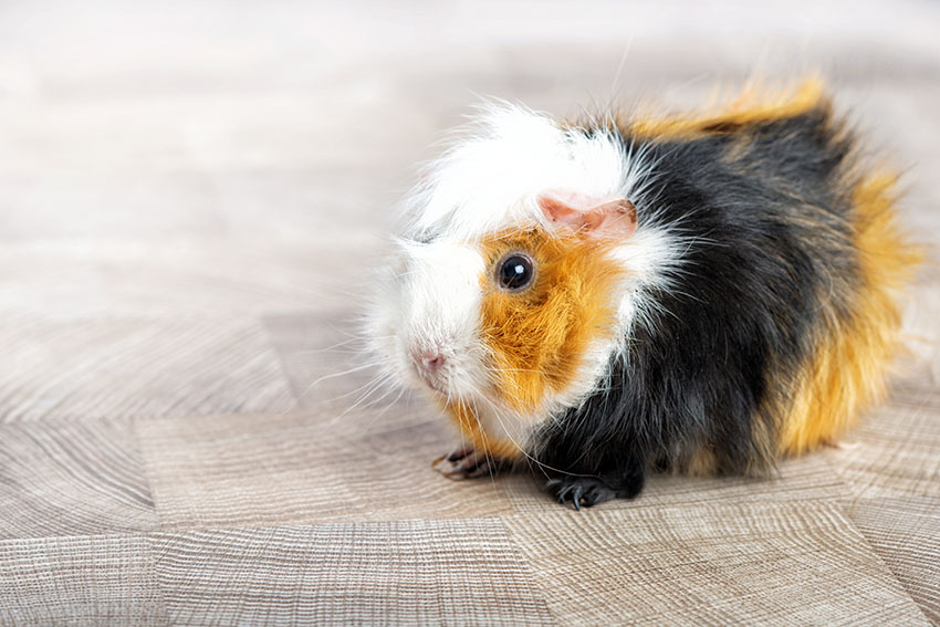 guinea pig running around