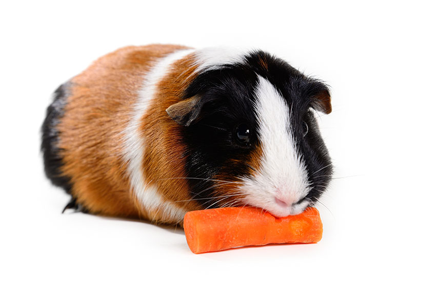 Guinea pig shedding can be a problem