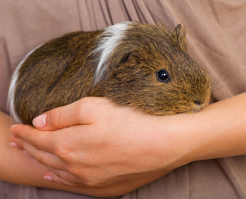 guinea pigs are safest away from other pets
