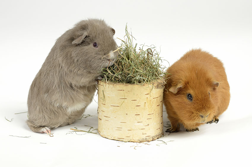 Guinea pigs enjoying a toy