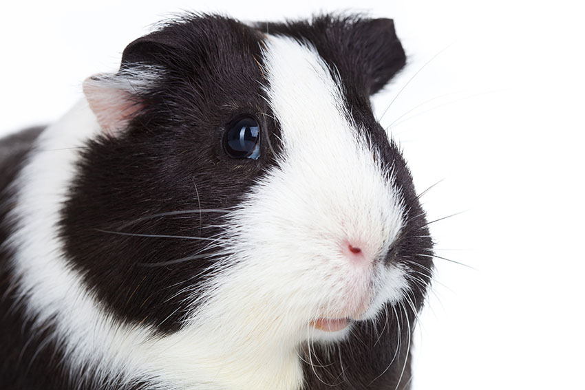 Guinea pigs eyes