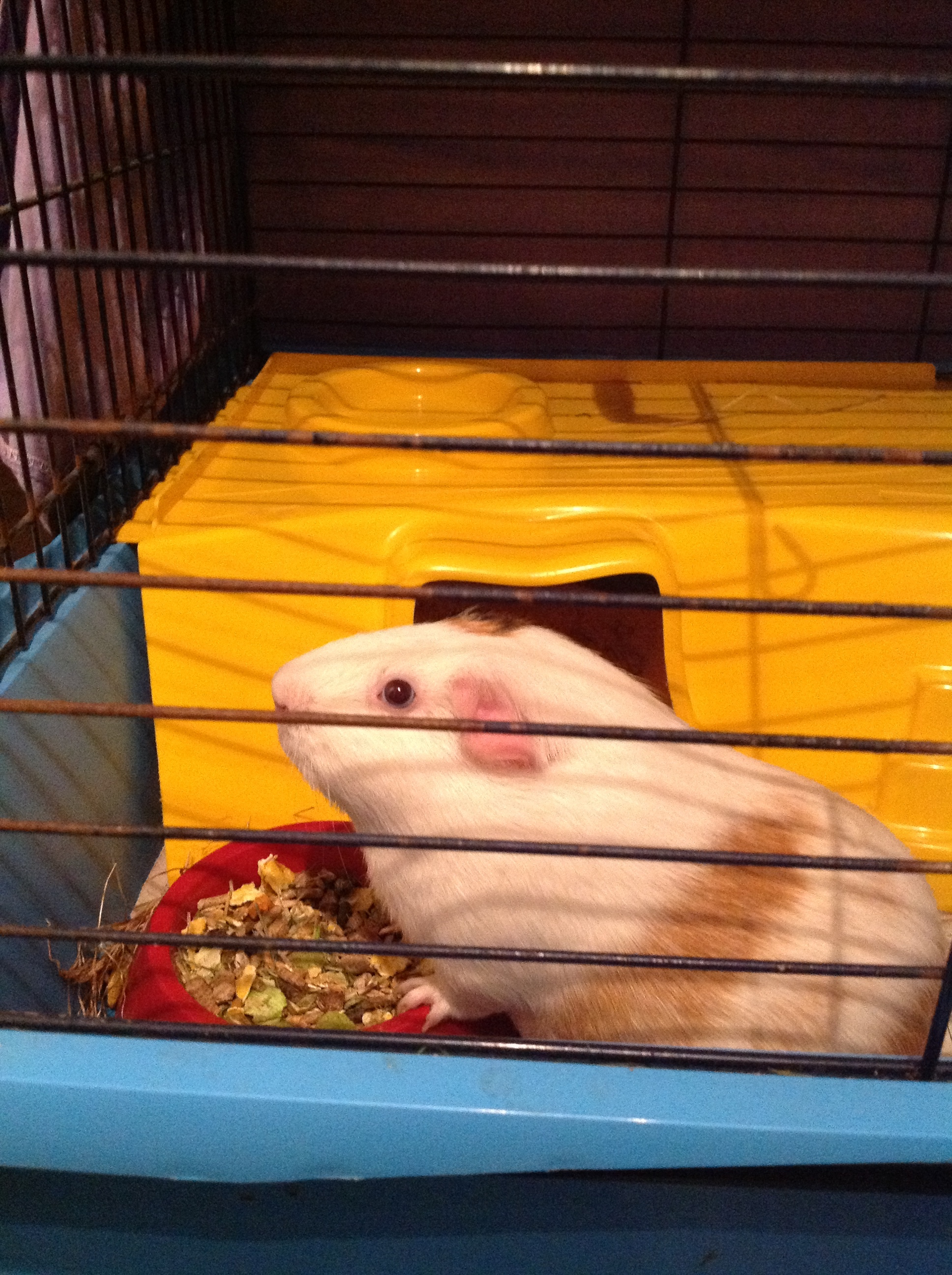 Guinea Pig Health Crisis: Are You Making These Mistakes? - 4zkjtqe