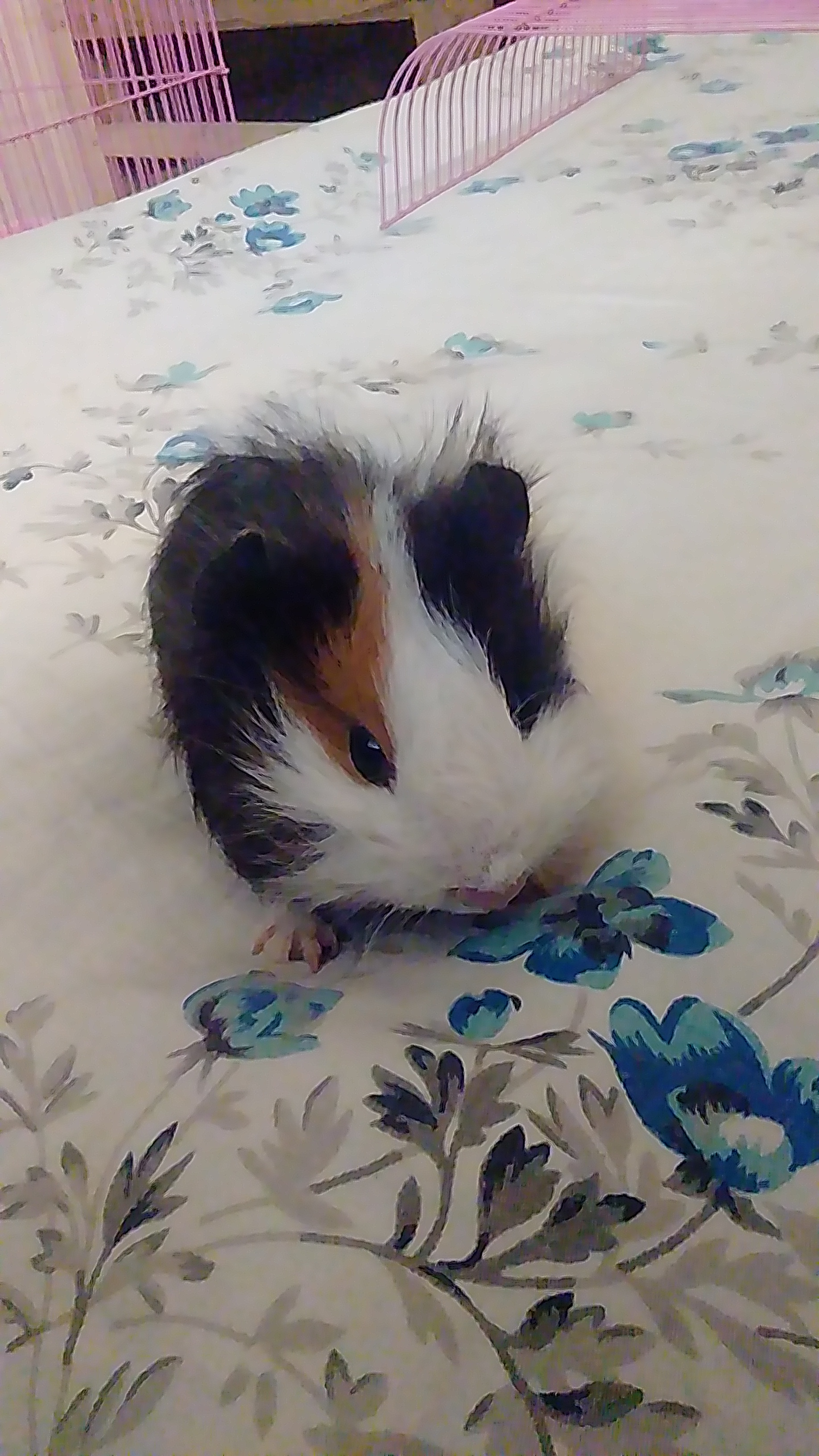 Do I Need To Give My Guinea Pigs Vaccinations? Guinea Pig Health