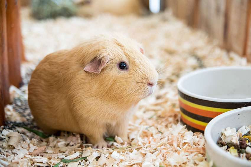 guinea pigs need food twice a day