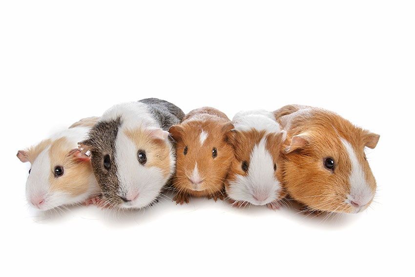 Guinea pigs ready to explore