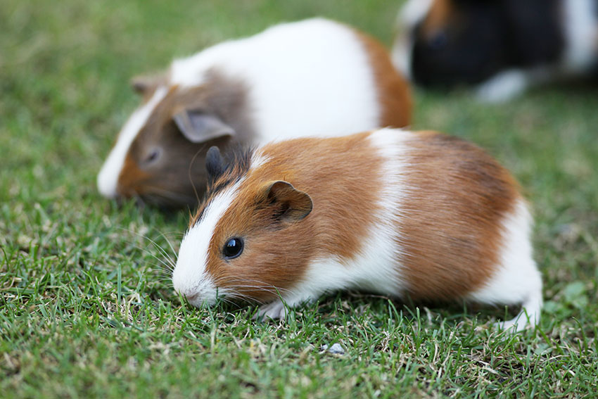 guinea pigs settling in