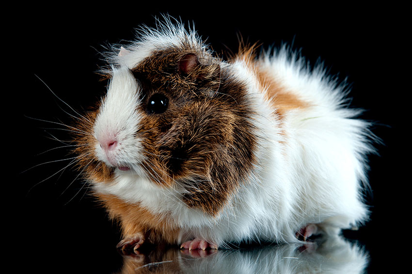 guinea pigs teeth grow quickly