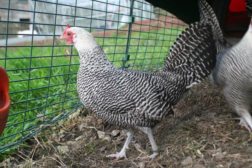 Hamburgh or Holland Fowl For Sale Chickens Breed 