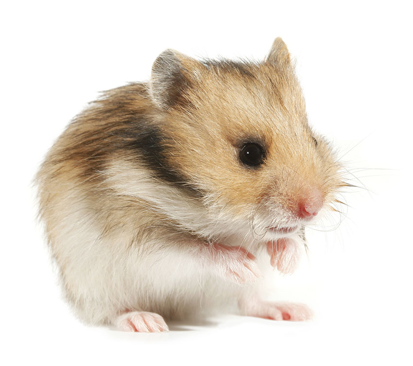 What illnesses do hamsters get, and how can they be treated? - Omlet Blog US