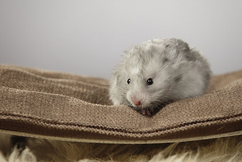 hamster proofing rooms