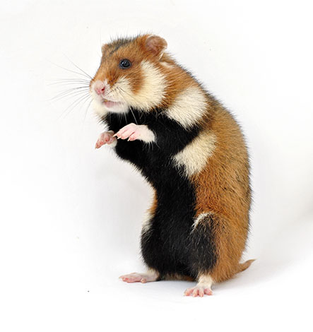 What Animals Commonly Eat Hamsters in the Wild?