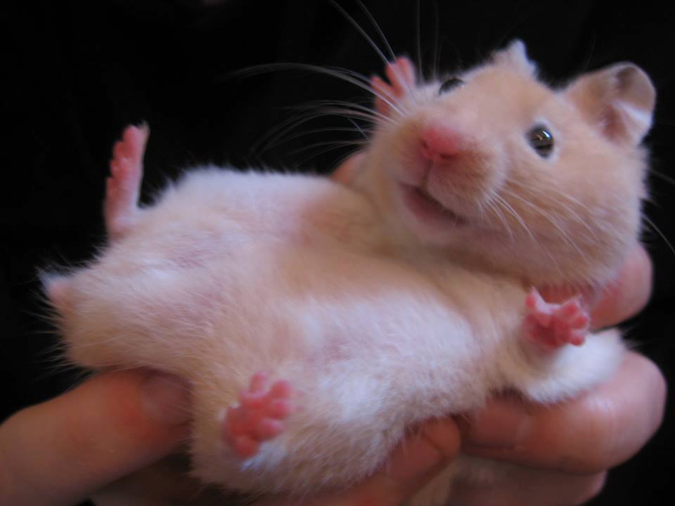 hamsters-about-hamsters-splash-hi-15179139-243035189448425-2401109232510633076-n_a9b34396.jpg