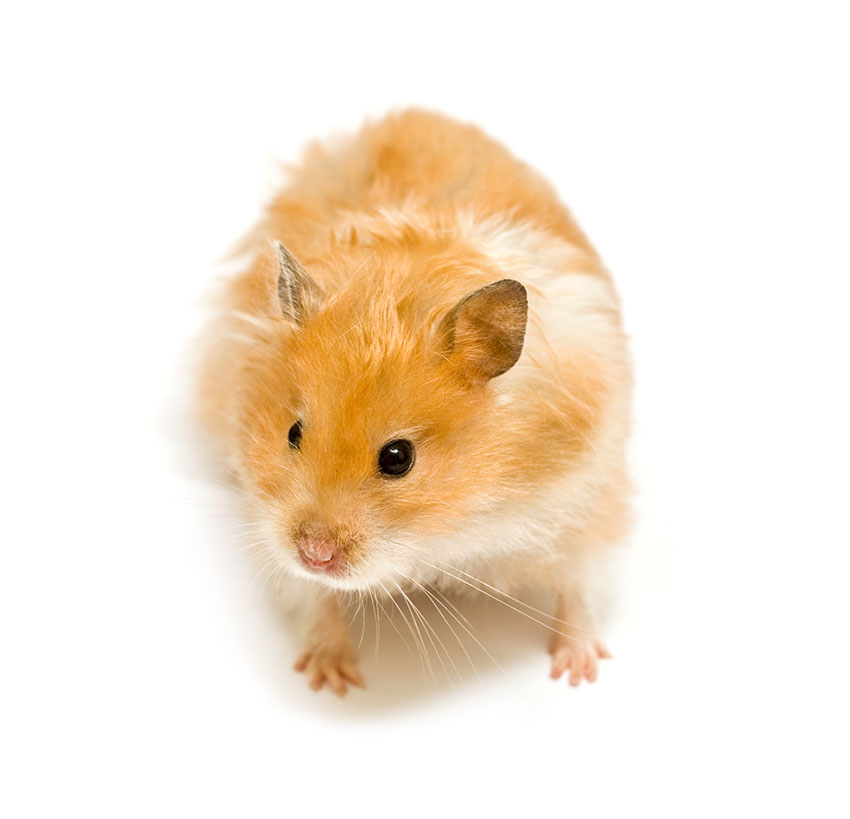 hamster or gerbil