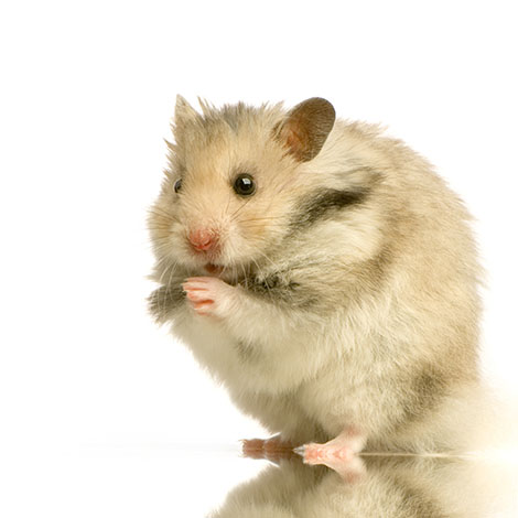 Do Hamsters Attract Mice or Other Rodents? - Small Animal Pets