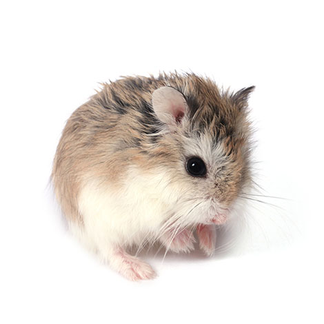 Hamsters vs Guinea Pigs: Which One Is Best for You?